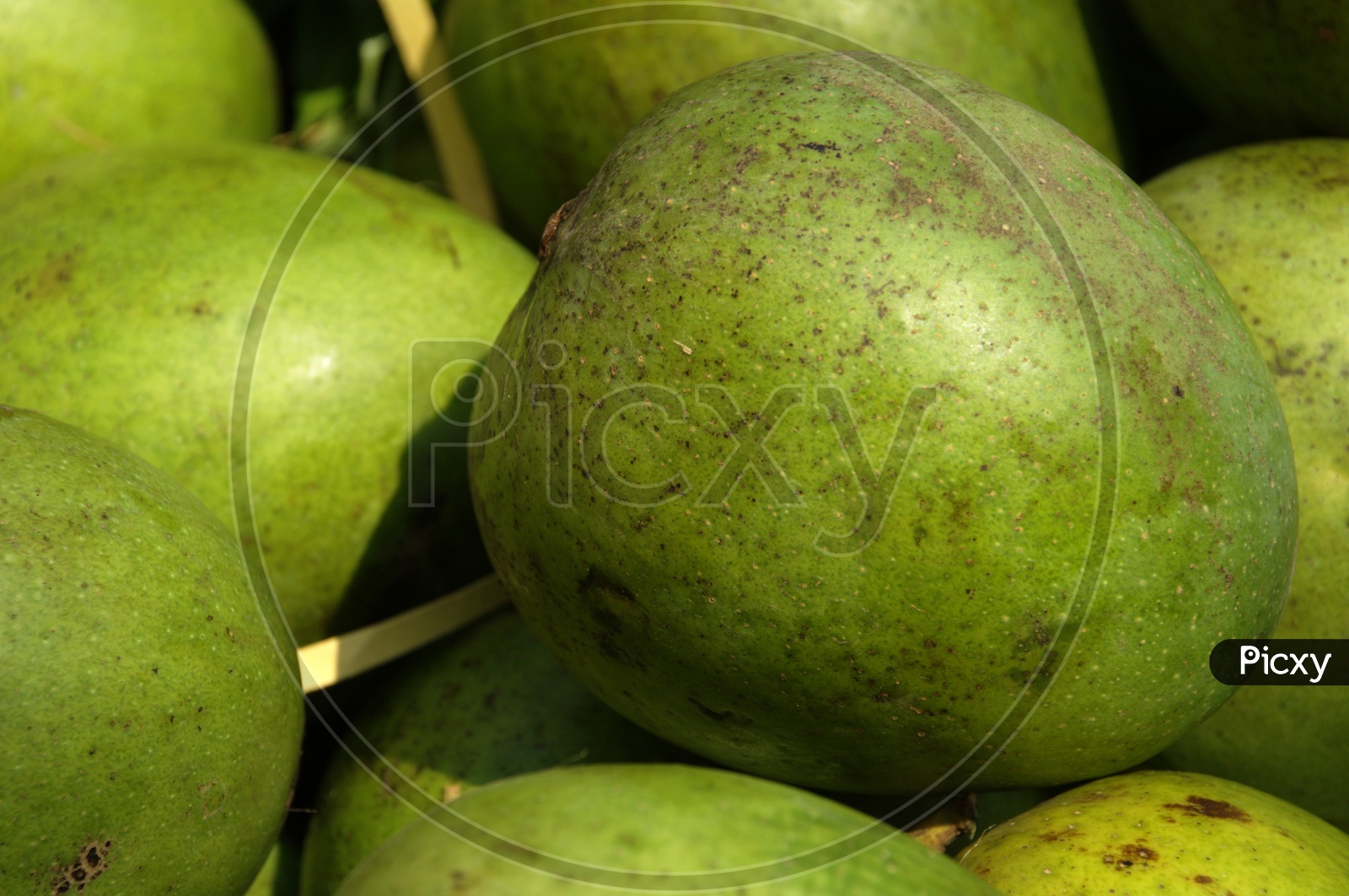 Close up shot of Green mangoes