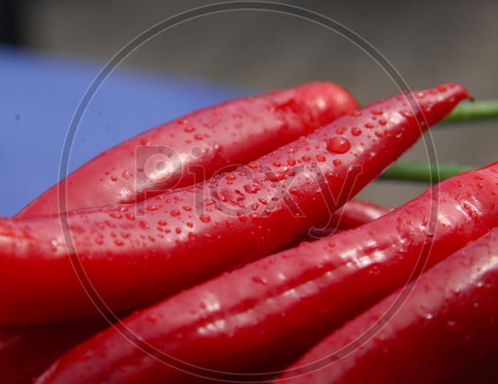 Red Chillies On an Isolated  Background  With Water Droplets on Chillies
