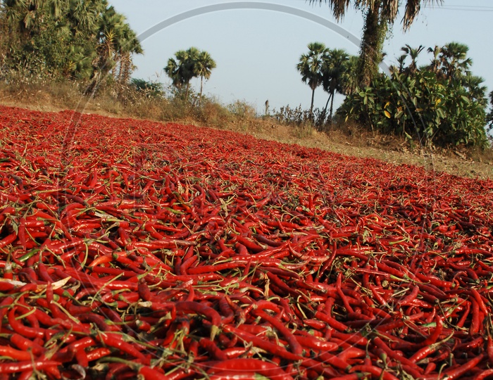 Indian Red Chillies Drying in Open Area