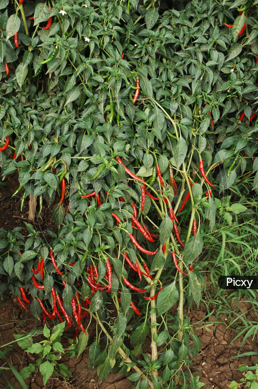 Indian Red Chillies On Plants in a Farm Field