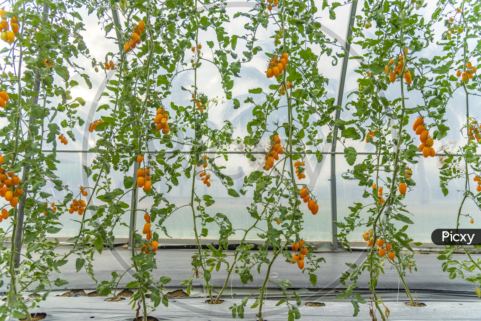 Tomato Cultivation In Greenhouses , Tomatoes Grown In House of Modern Agricultural Technology Systems