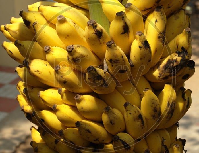 Photograph of fresh yellow bananas