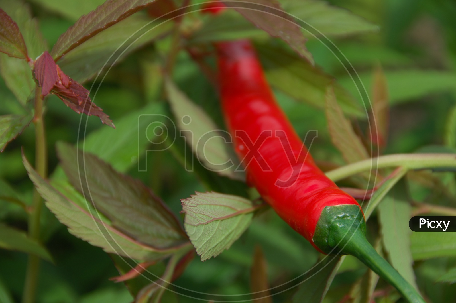 Indian Red Chilli On Plant Leafs Background