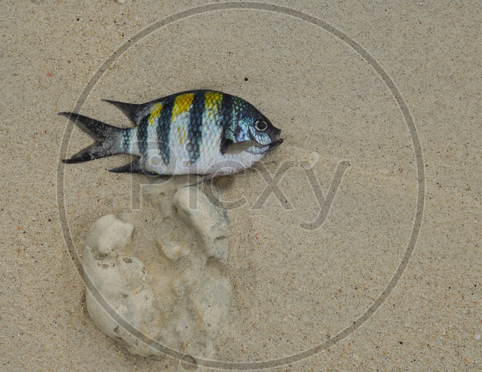 Crucian Carp Fish on Beach Sand