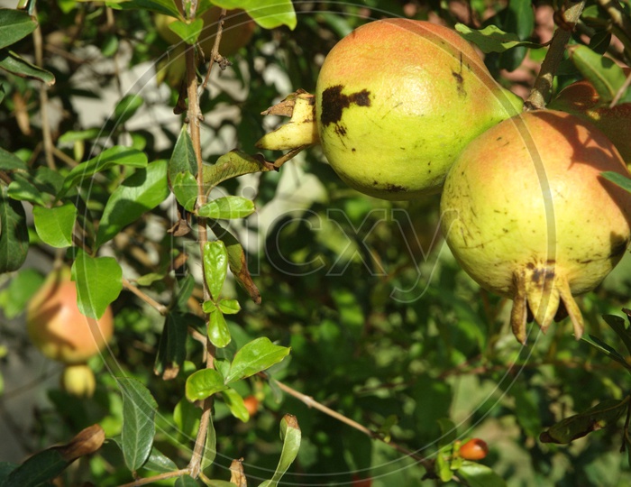 Close up shot of pomegranate fruit hanging to pomegranate tree