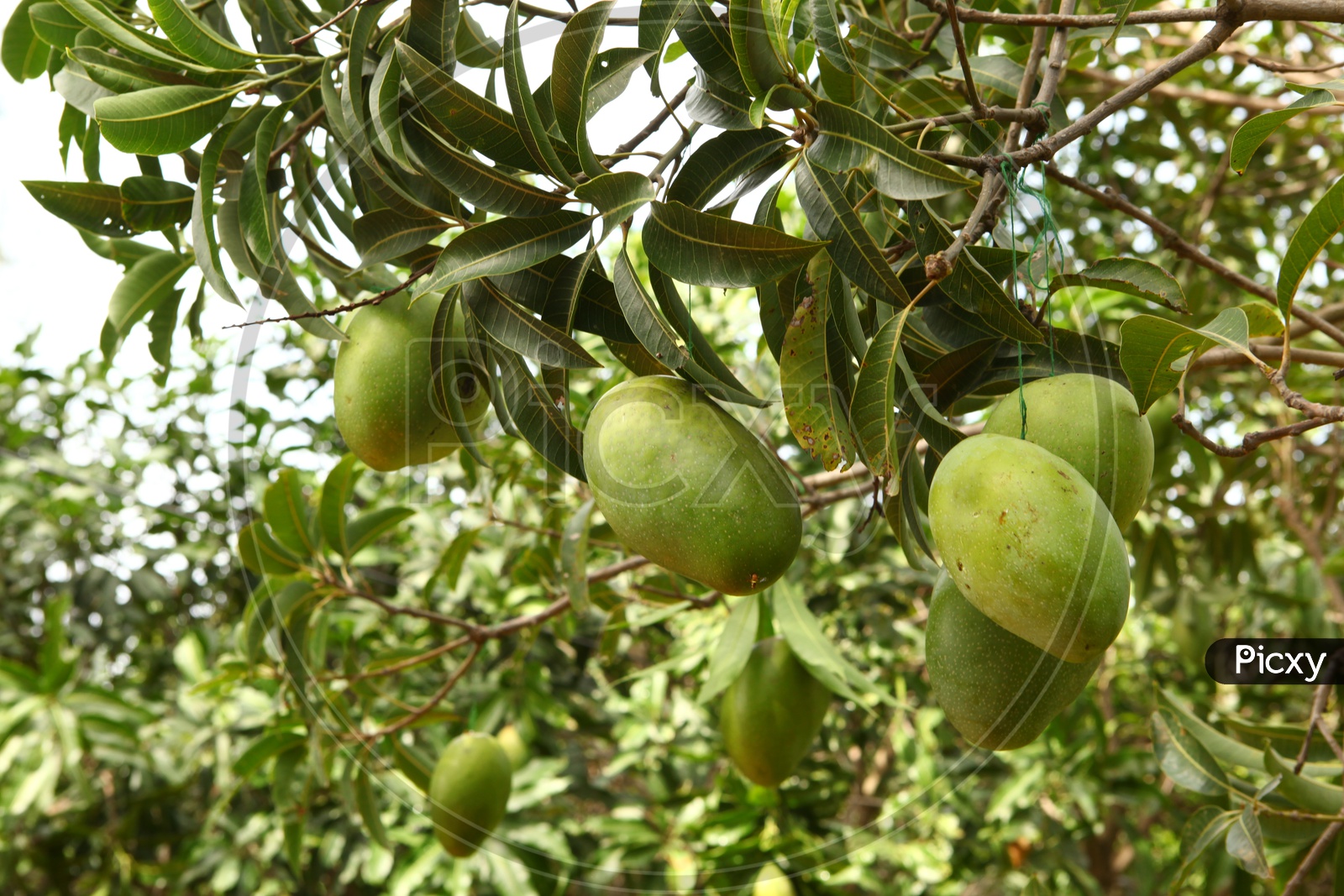 Green Raw Mangoes On Tree