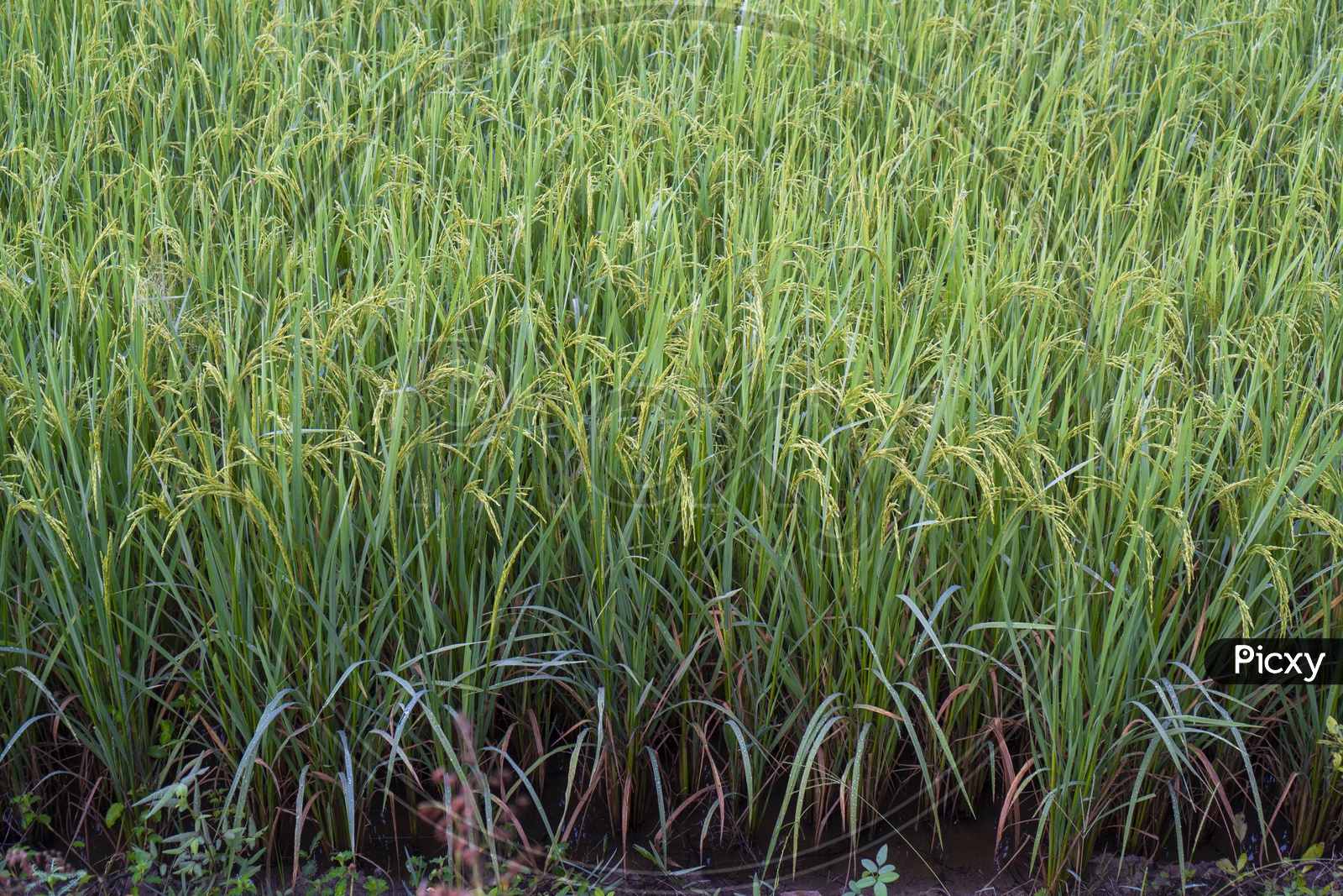 Beautiful photograph of Paddy Agriculture field