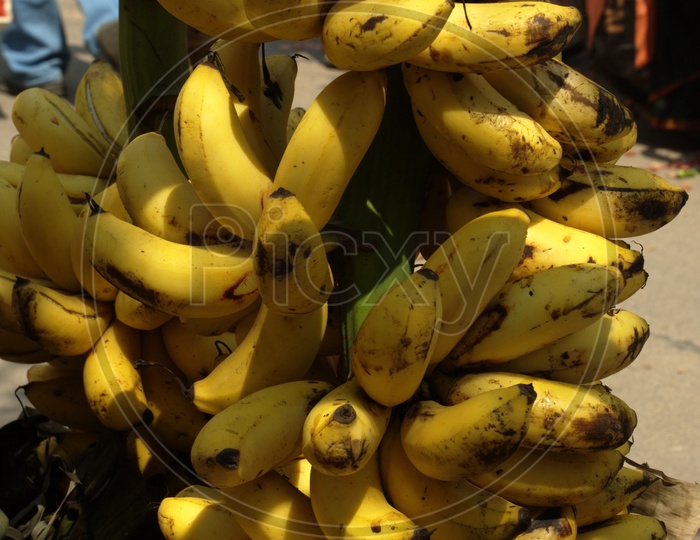 Close up shot of Fresh Yellow Bananas