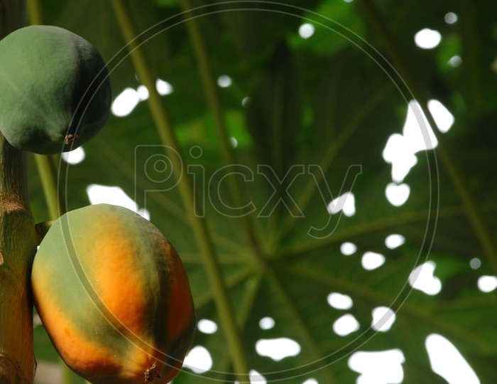 Close up shot of papaya fruit on tree branch