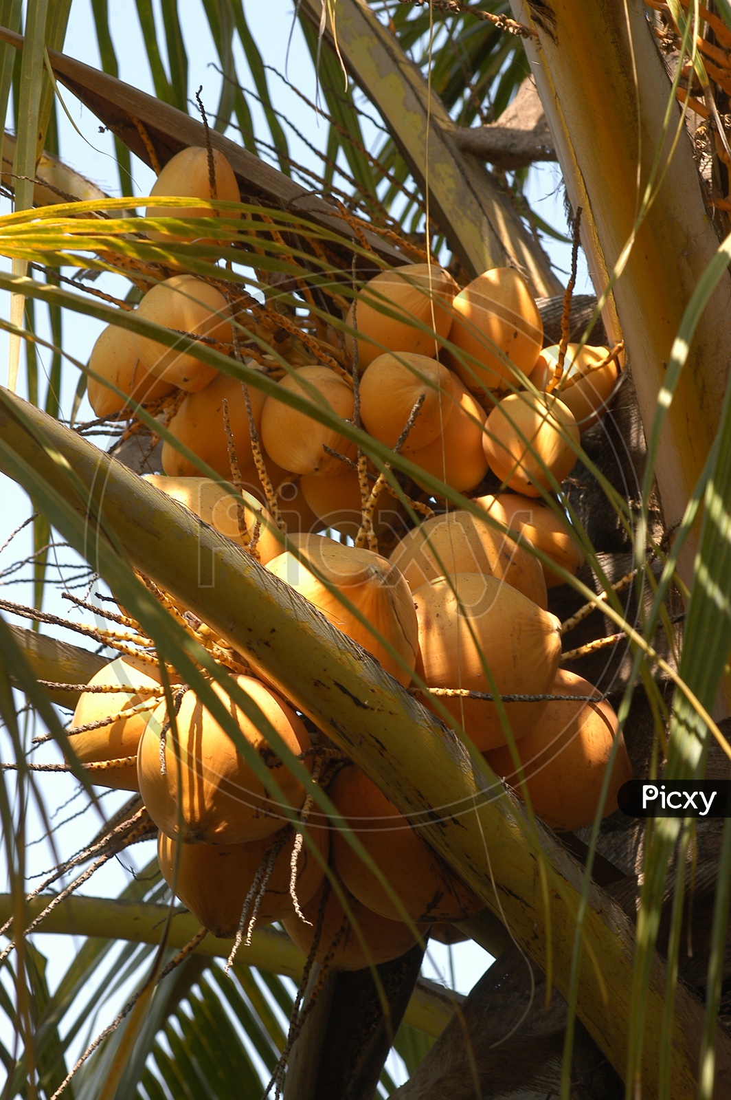 Yellow coconuts on a coconut tree