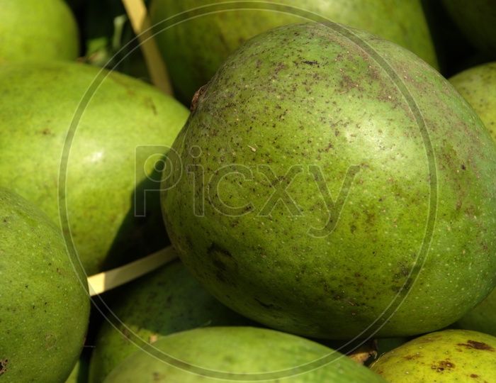 Close up shot of Green mangoes