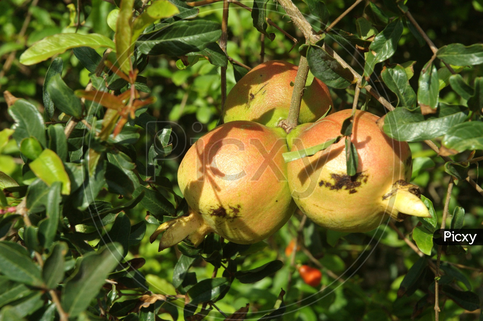 Close up shot of pomegranate fruit hanging to pomegranate tree