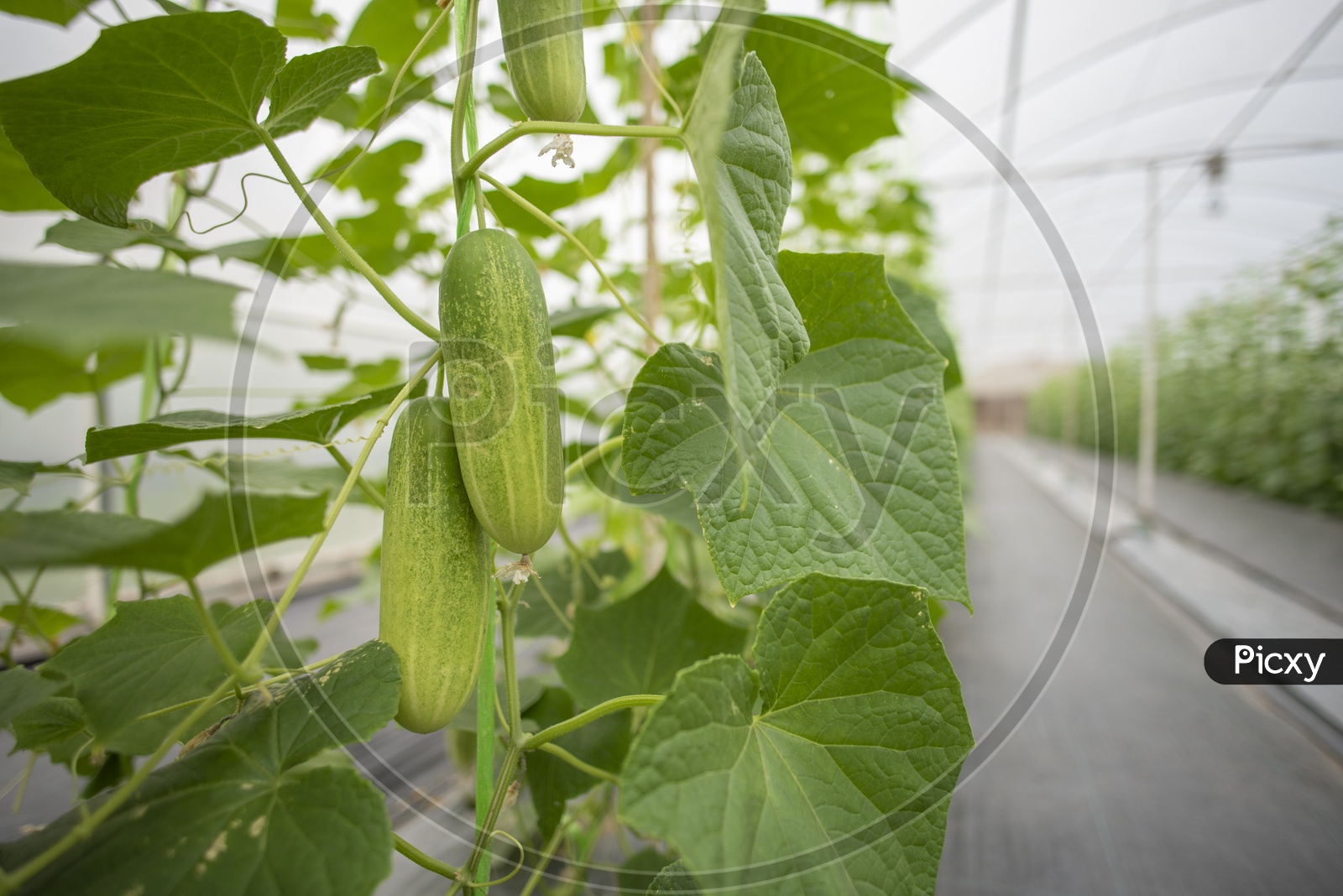 Cucumber Being Grown in Green Houses