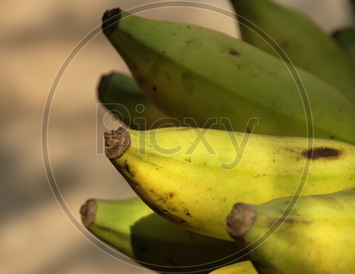 Close up shot of Banana fruits
