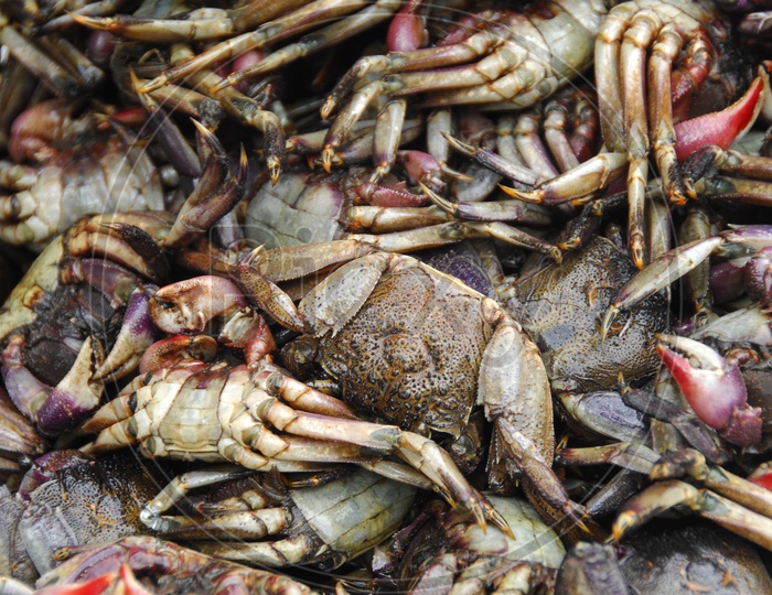 Crabs Pile up Closeup Shot