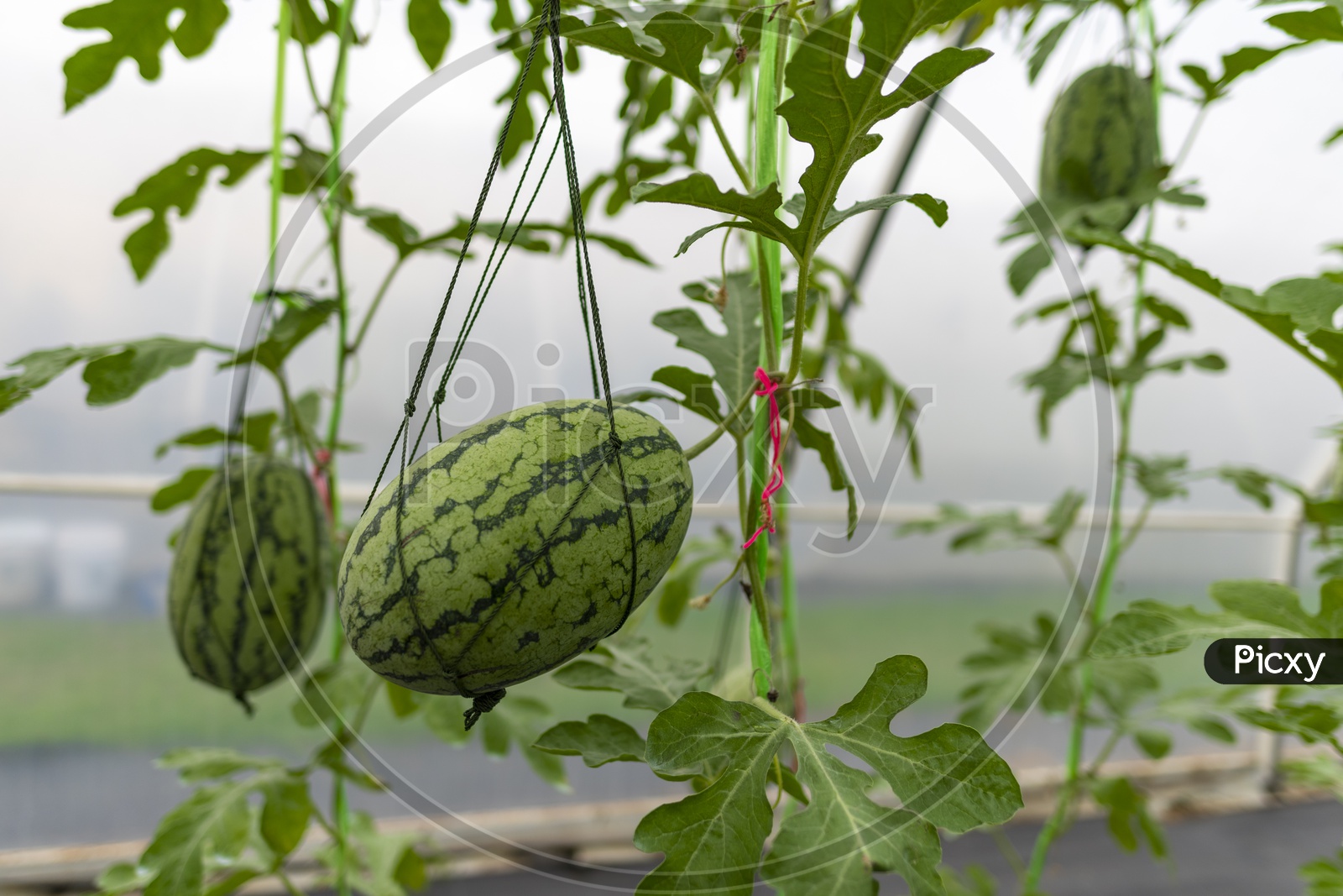 Agricultural industry of watermelon cultivation in greenhouses
