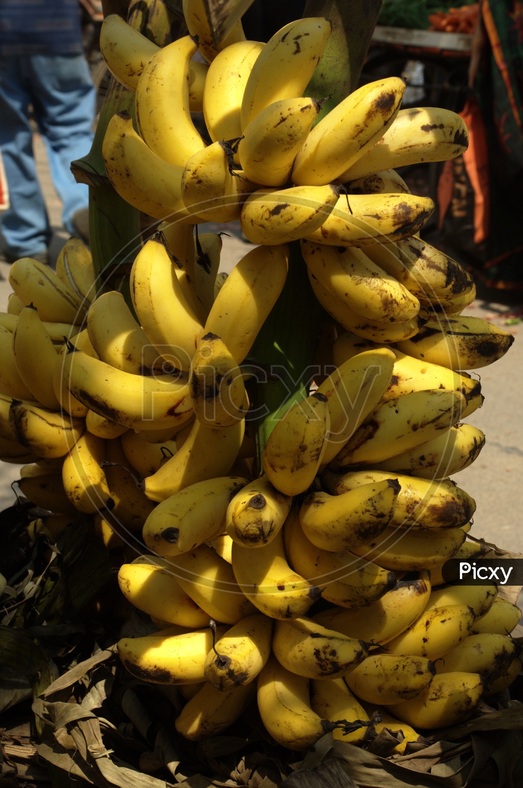 Close up shot of Fresh Yellow Bananas