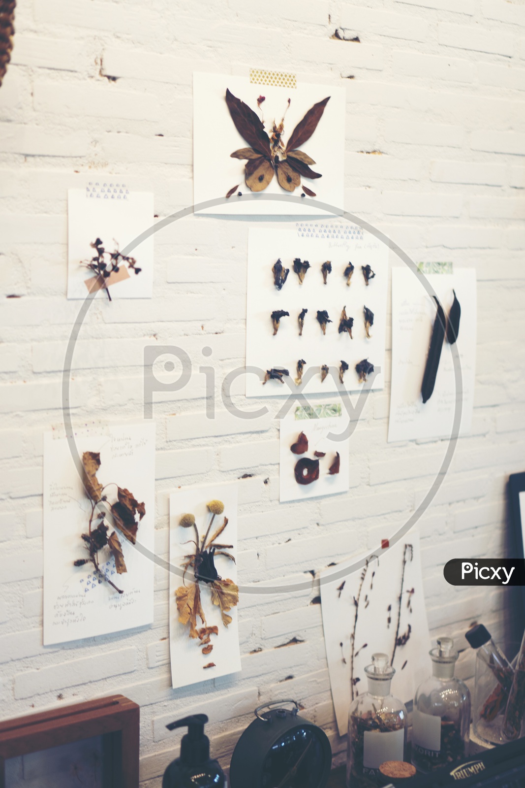 Wall Decors With Dried Organic Materials
