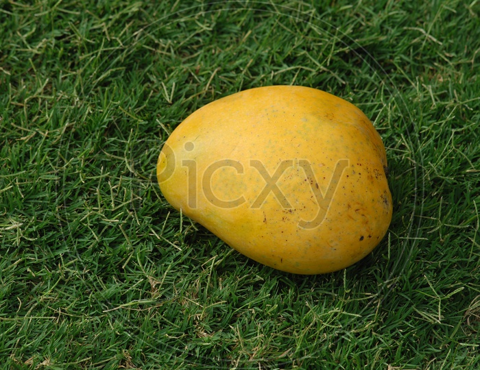 Photograph of Mango fruit placed on grass