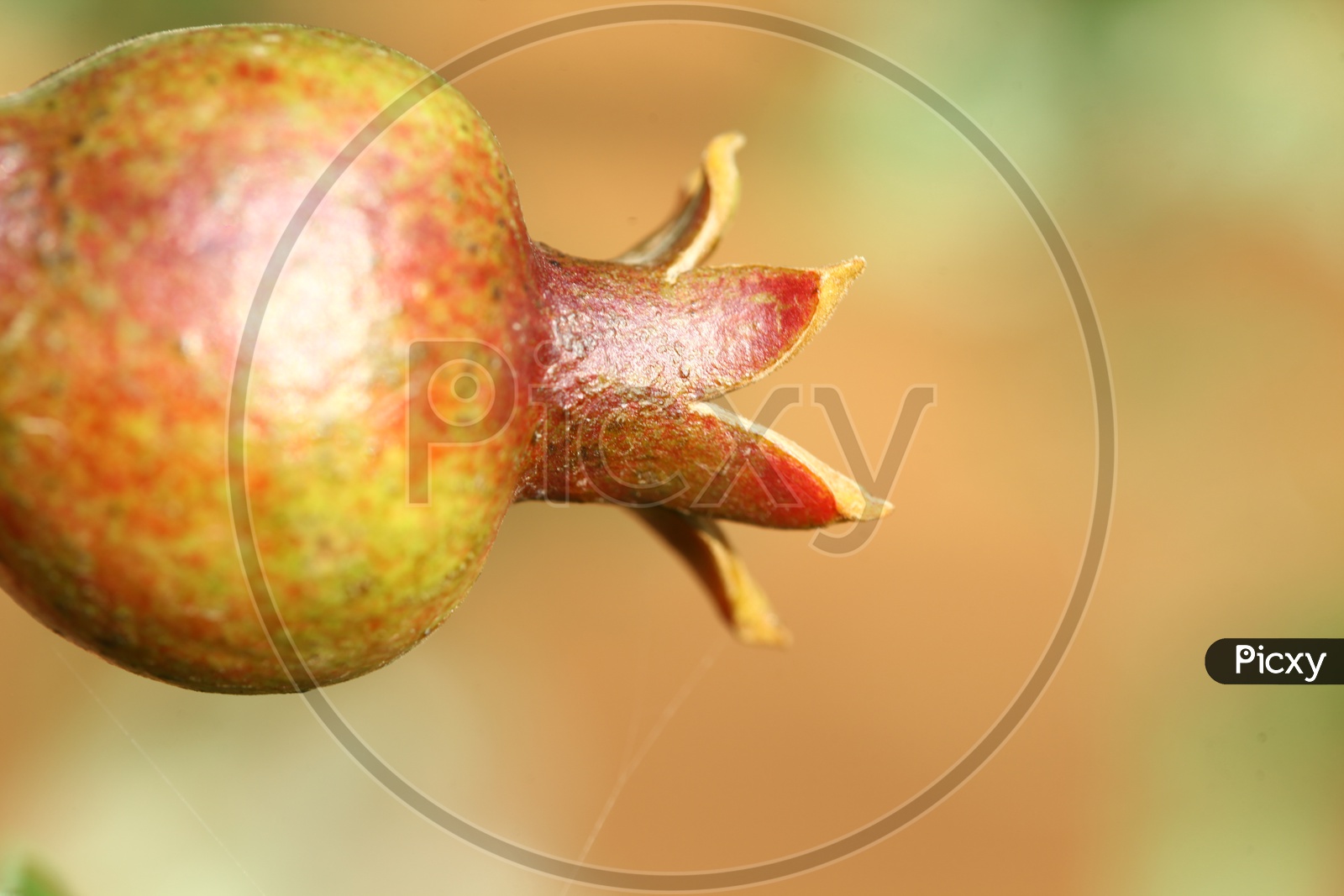 Pomegranate Fruit Closeup Shot