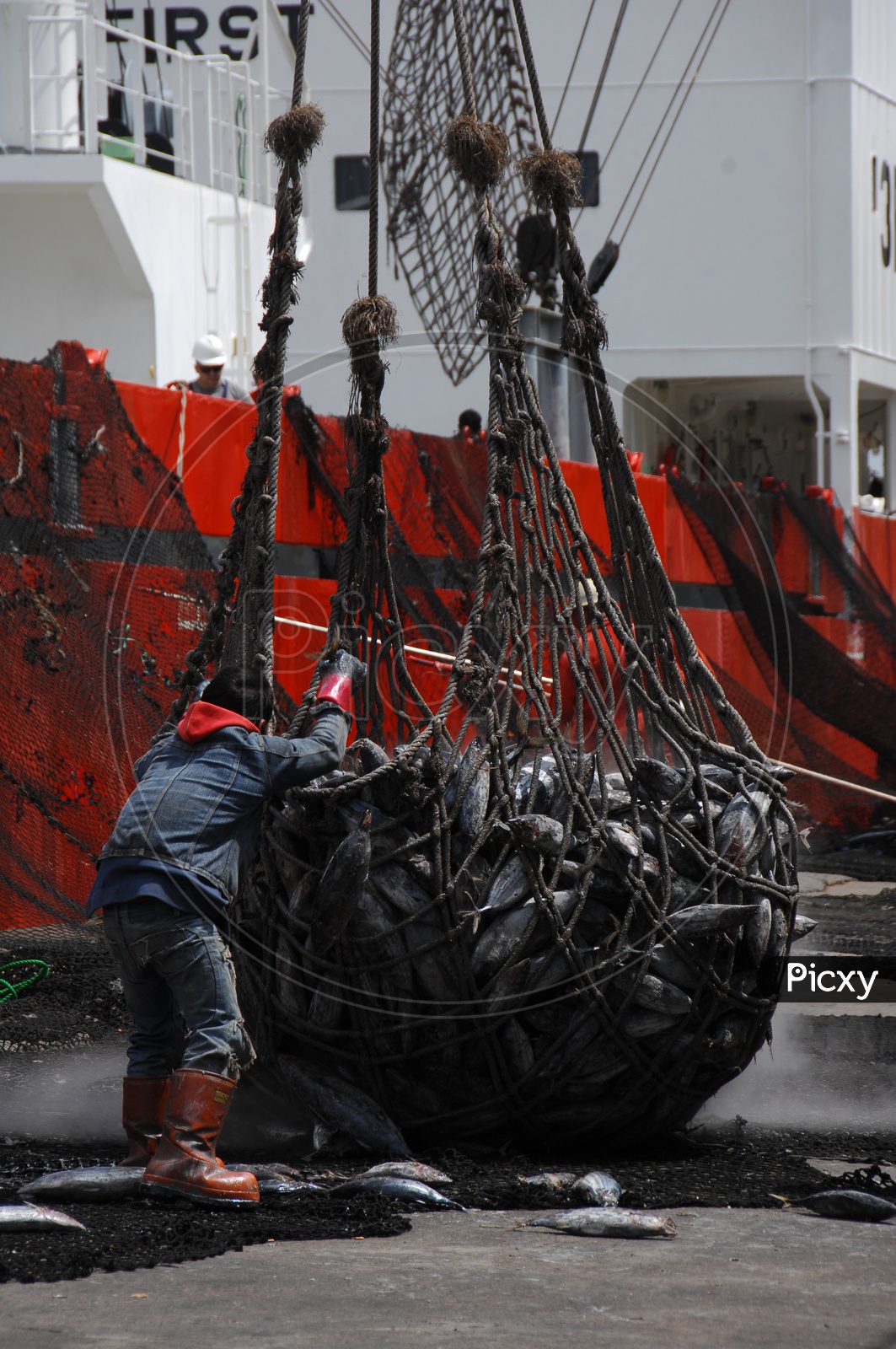 A Worker in  With a  A Net Full of Fish in a fishing harbor
