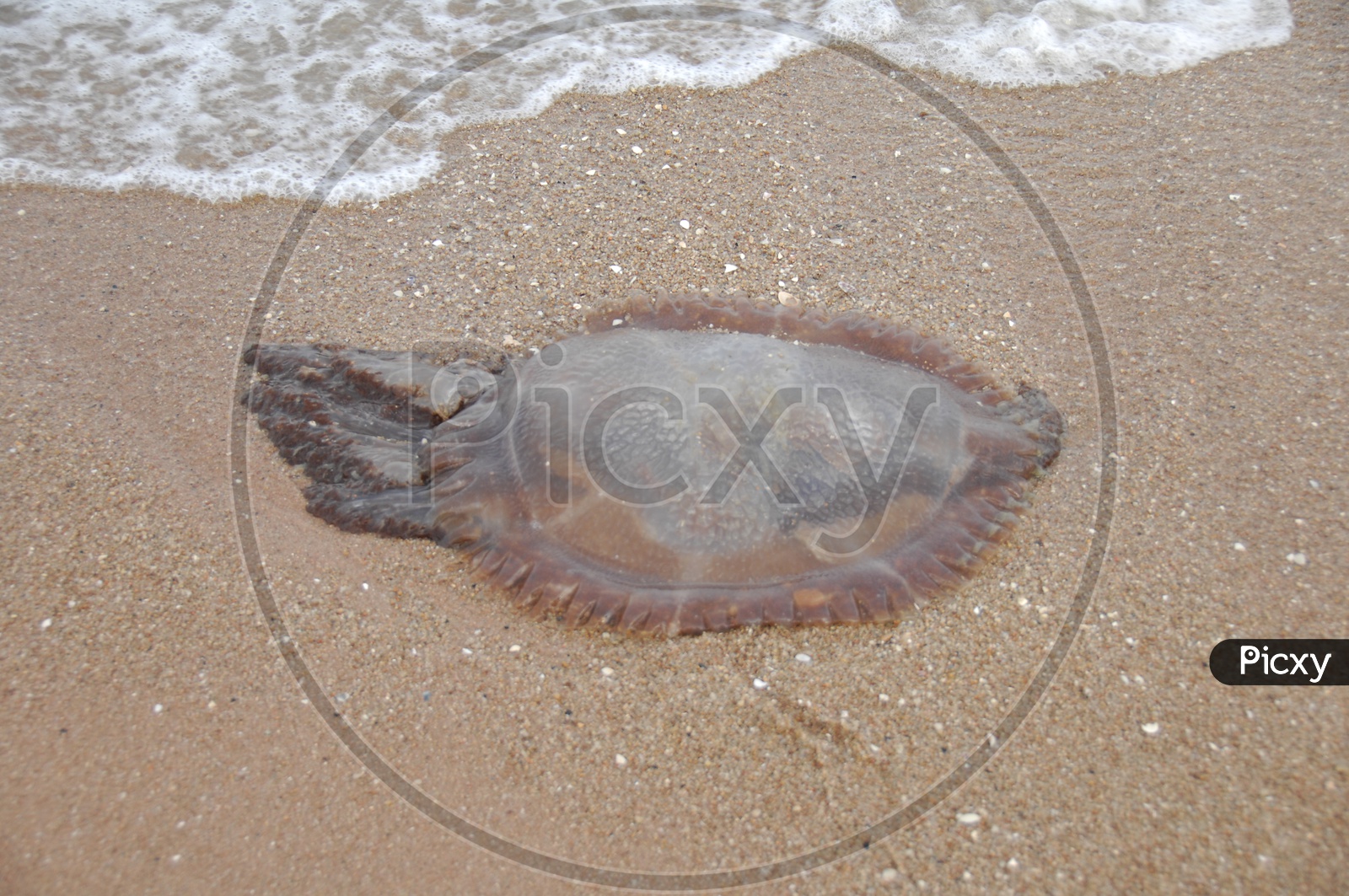 Dead Jelly Fish on Sea Shore