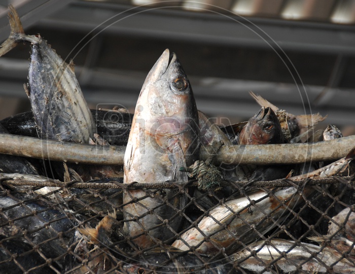 Tuna Fish In Net