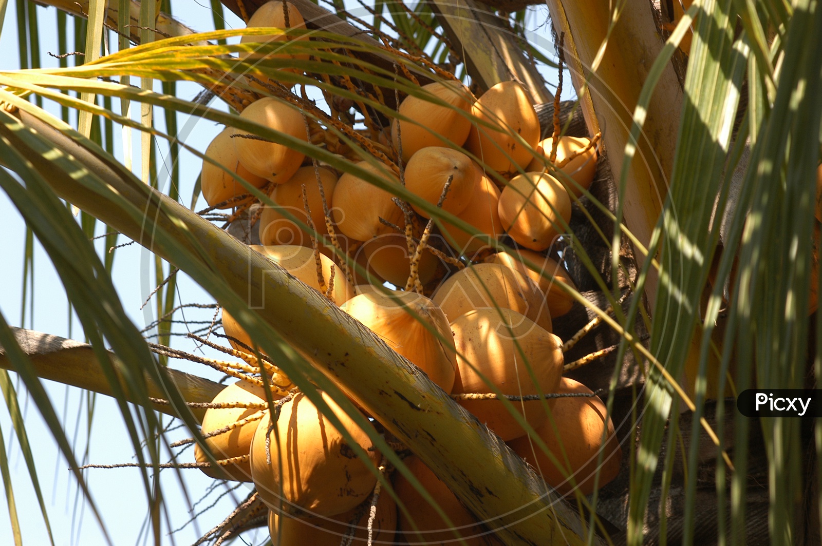 Yellow coconuts on a coconut tree
