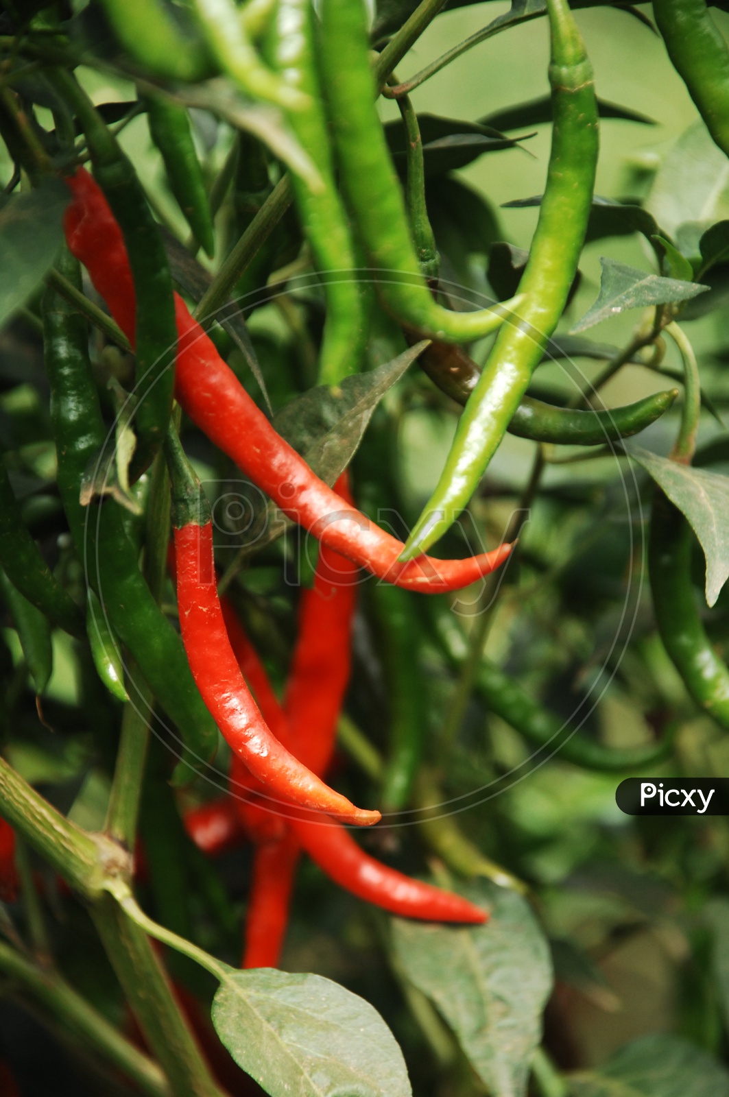 Chillies on The Plants in a Farm Field
