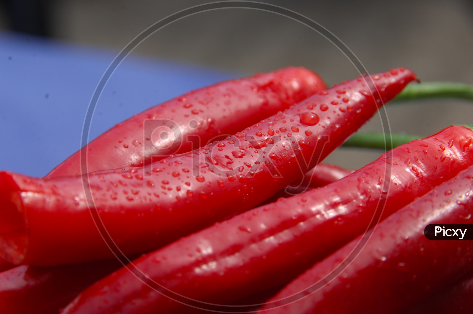 Red Chillies On an Isolated  Background  With Water Droplets on Chillies