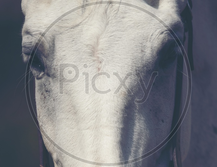 Portrait of a Beautiful White Horse With Mane