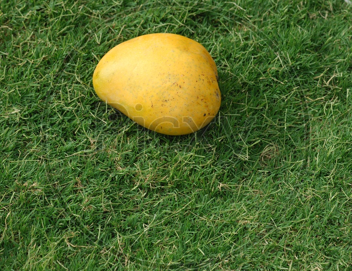 Photograph of Mango fruit placed on grass