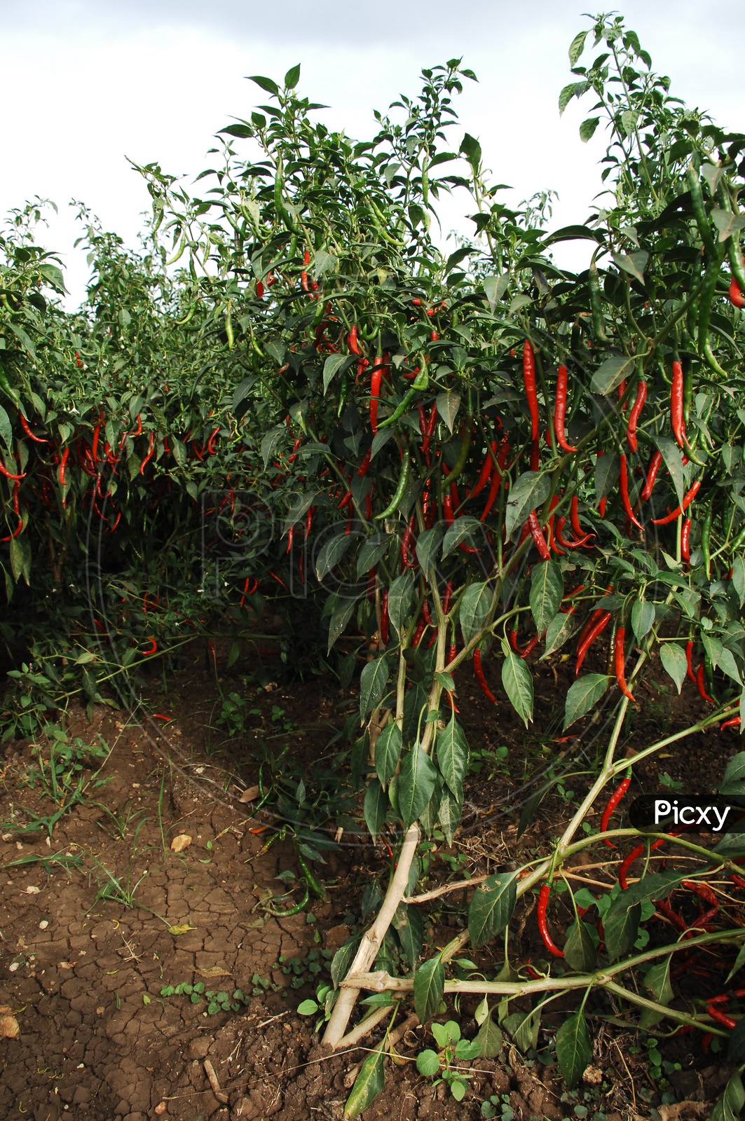 Chillies on The Plants in a Farm Field