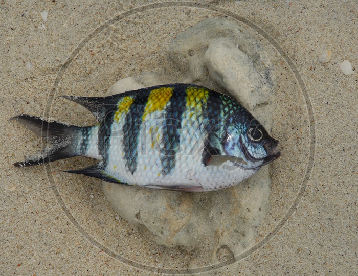 Crucian Carp Fish on a Beach Sand