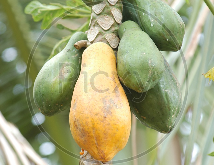 Close up shot of papaya fruits on tree branch
