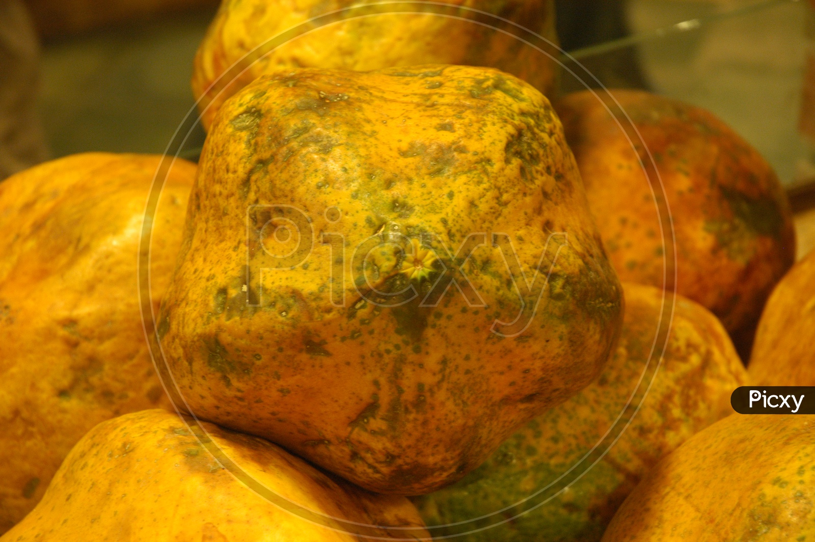 Close up shot of Yellow Papaya Fruits