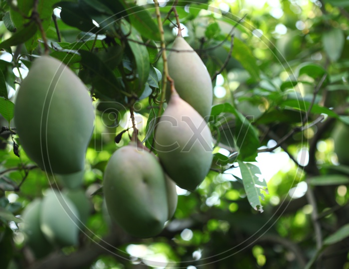 Raw Mangoes on tree