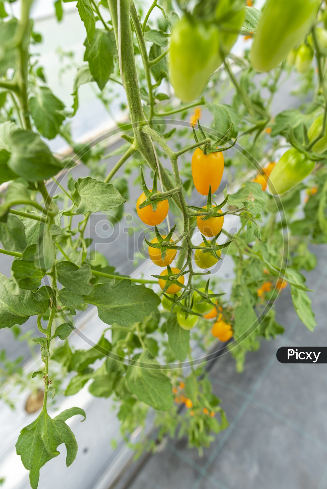 Tomato Cultivation In Greenhouses , Tomatoes Grown In House of Modern Agricultural Technology Systems