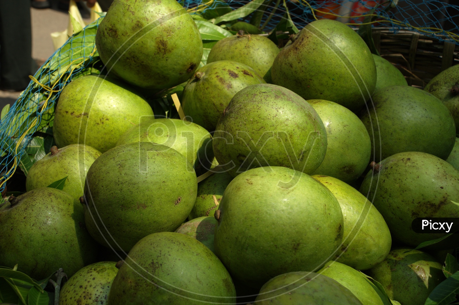 Close up shot of green mangoes