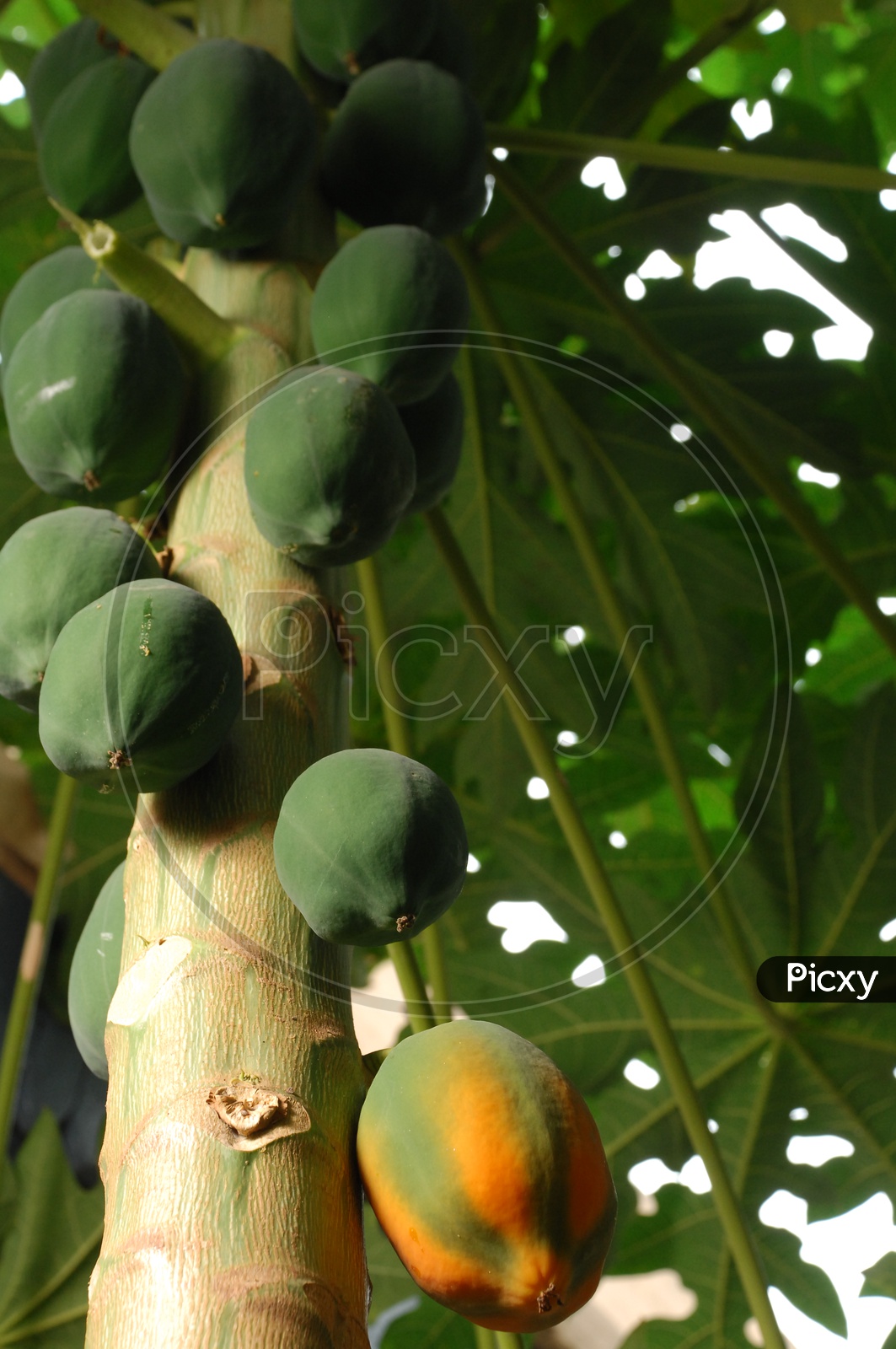 Papaya fruits hanging to papaya tree