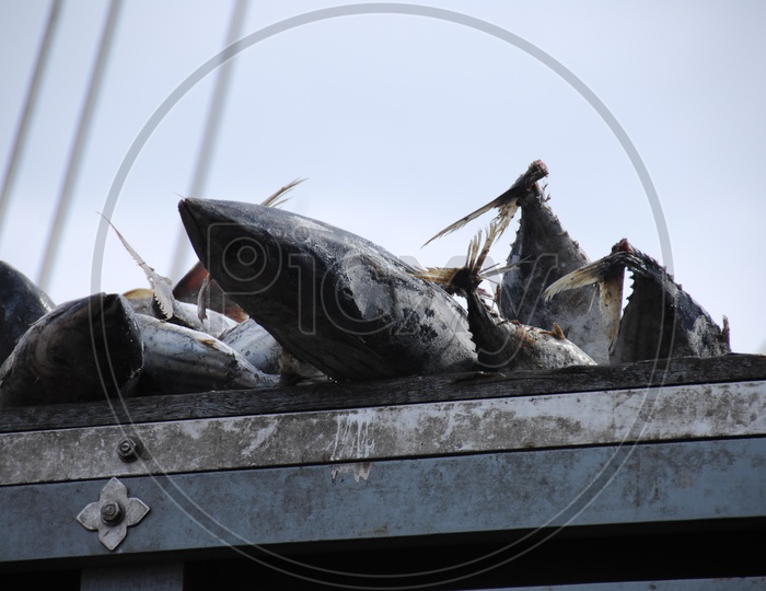 Tuna  Fish Catch on a Boat