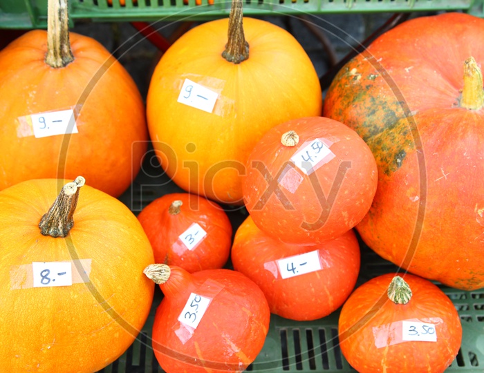A group of large pumpkins for sale