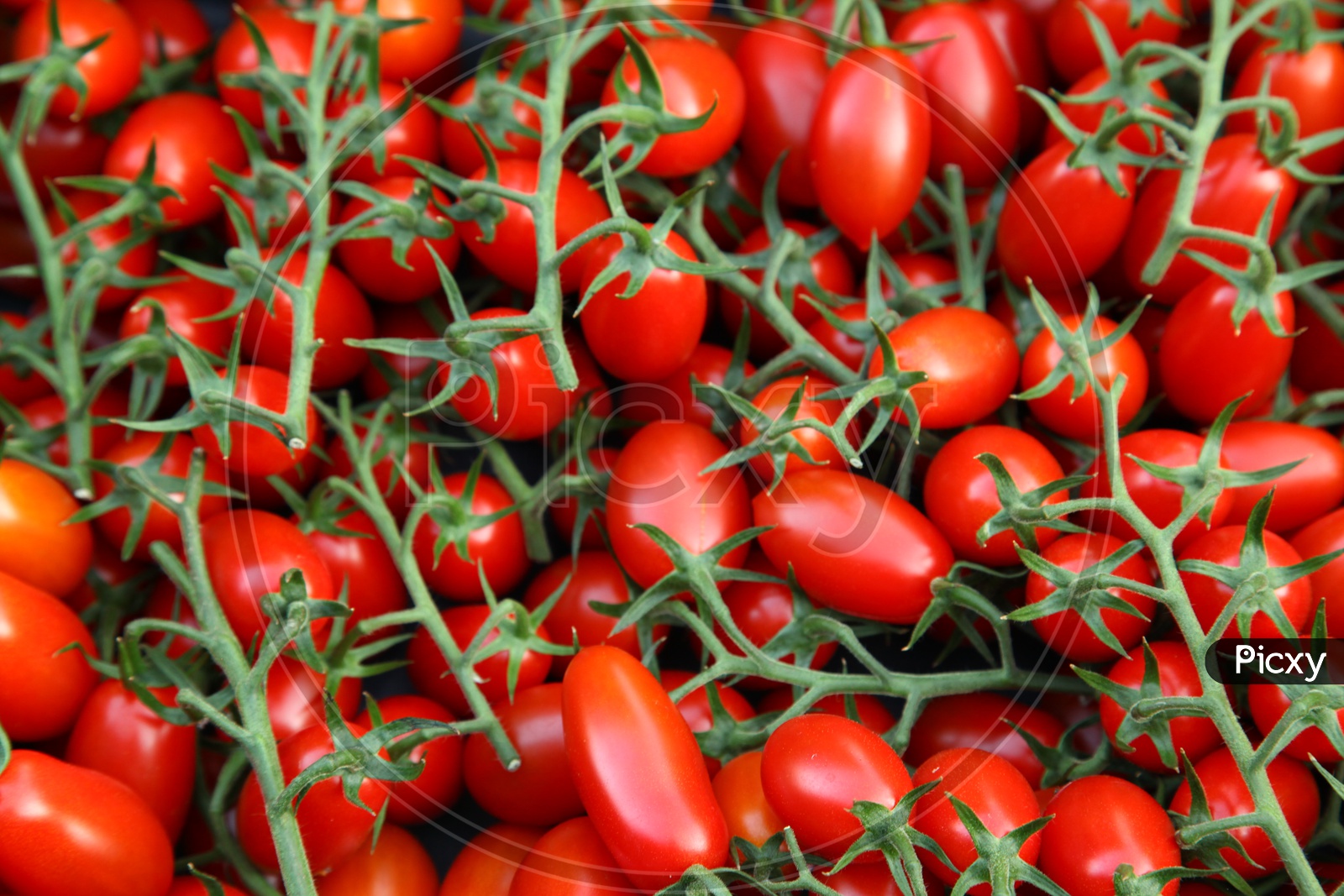 Hybrid tomatoes
