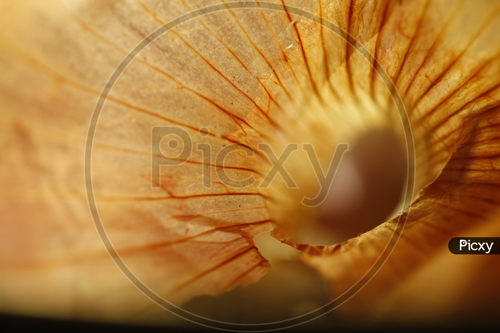 Onion peel background