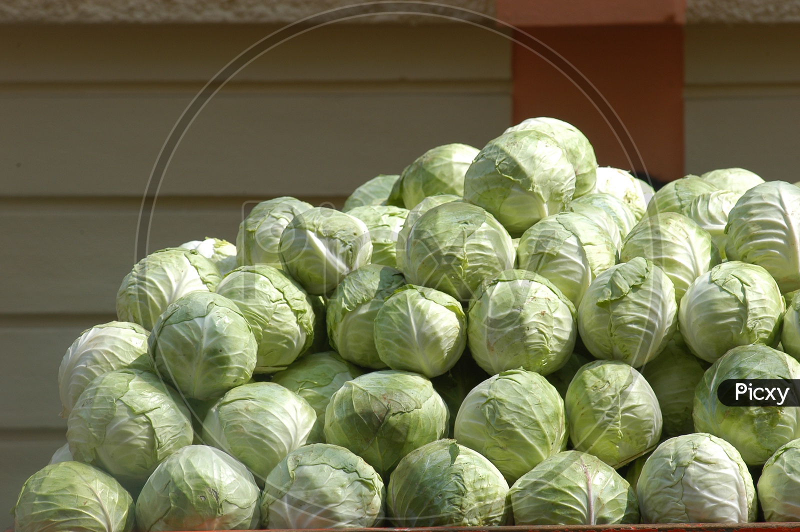 Bunch of cabbages