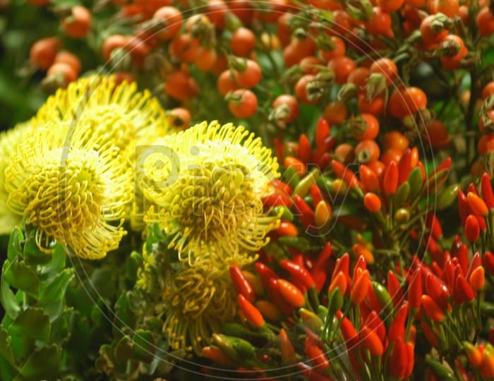 Pincushion protea with small red chillies