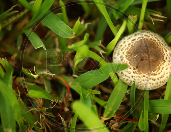 A big mushrooms