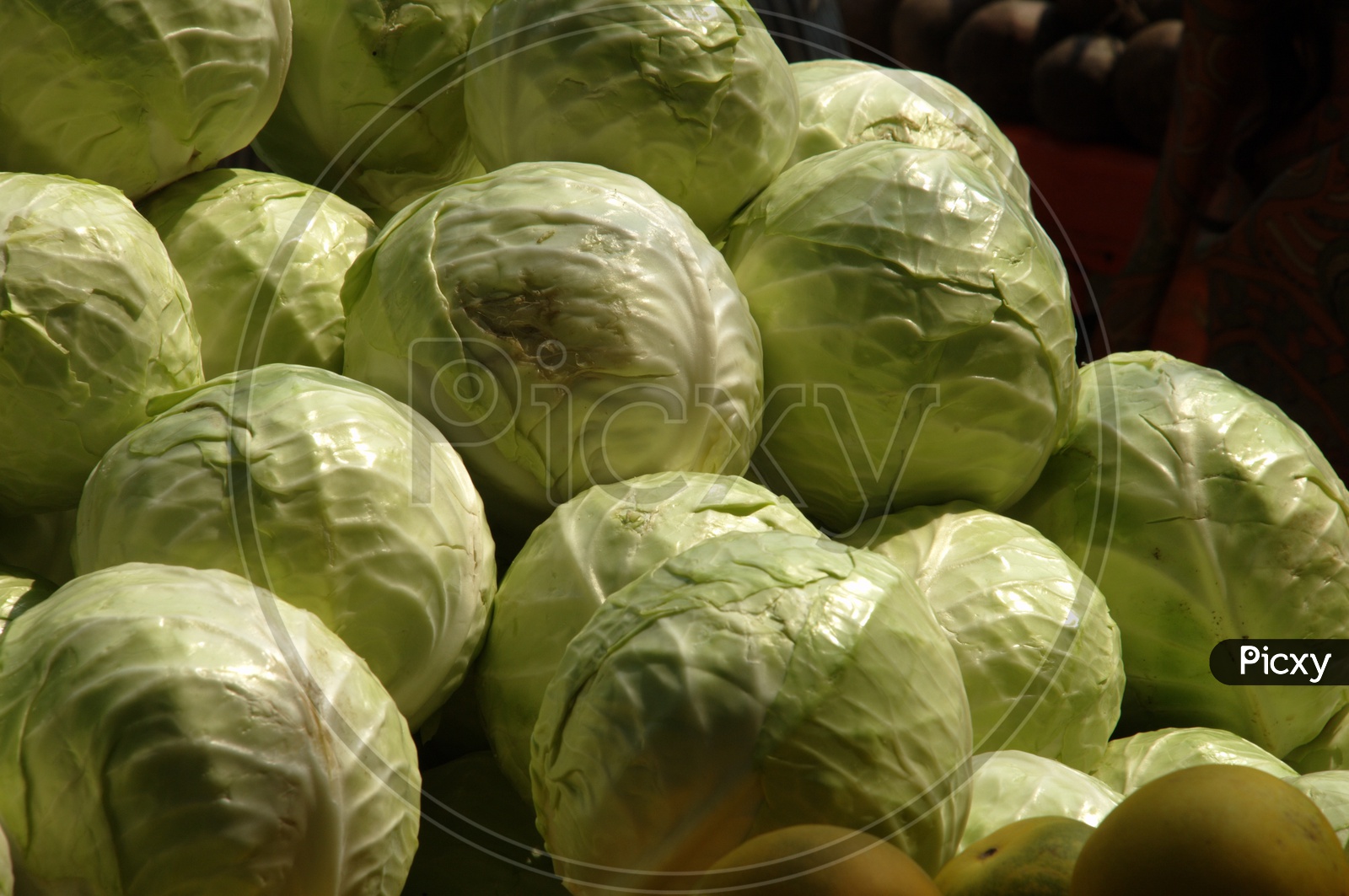 Cabbage vegetable