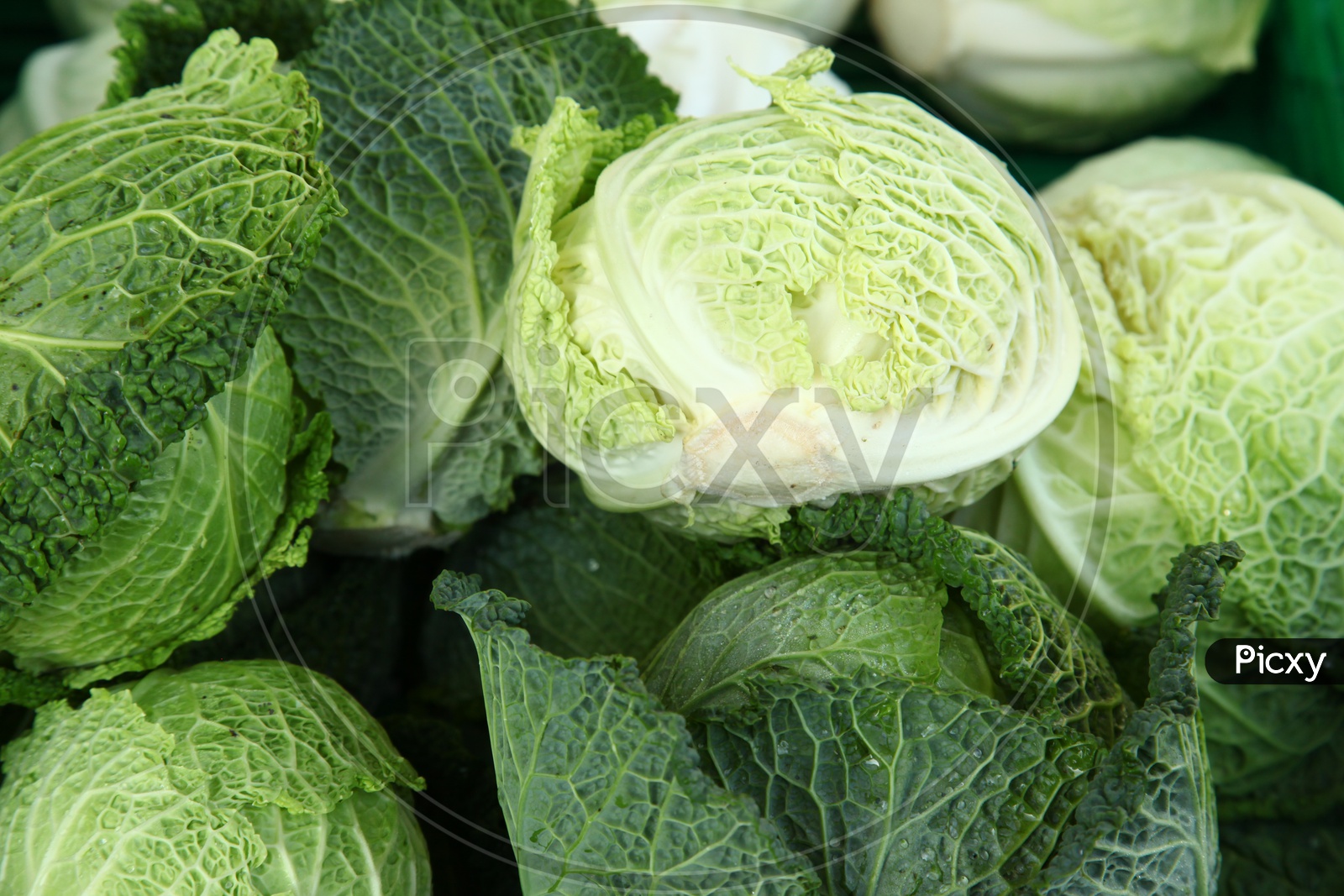 A group of cabbage