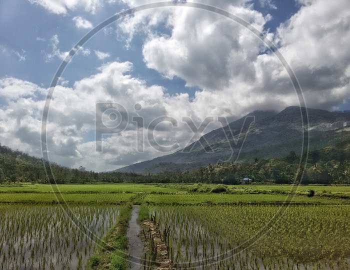 Paddy fields below the mountains with beautiful clouds